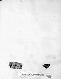 Tephromela atra image